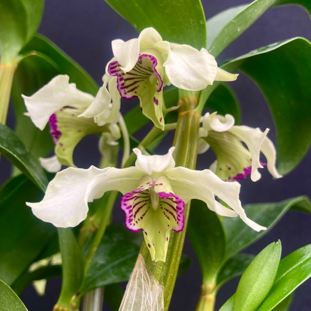 SYバンハイニンギー ハワイアンピーチ＋アルボ SYバンハイニンギー ハワイアンピーチ＋アルボ SYバンハイニンギー