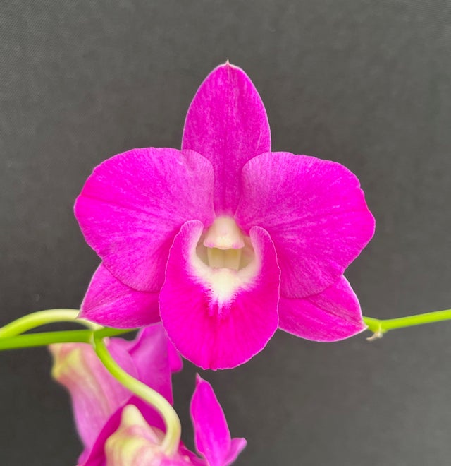 DENDROBIUMS | Appalachian Tropicals