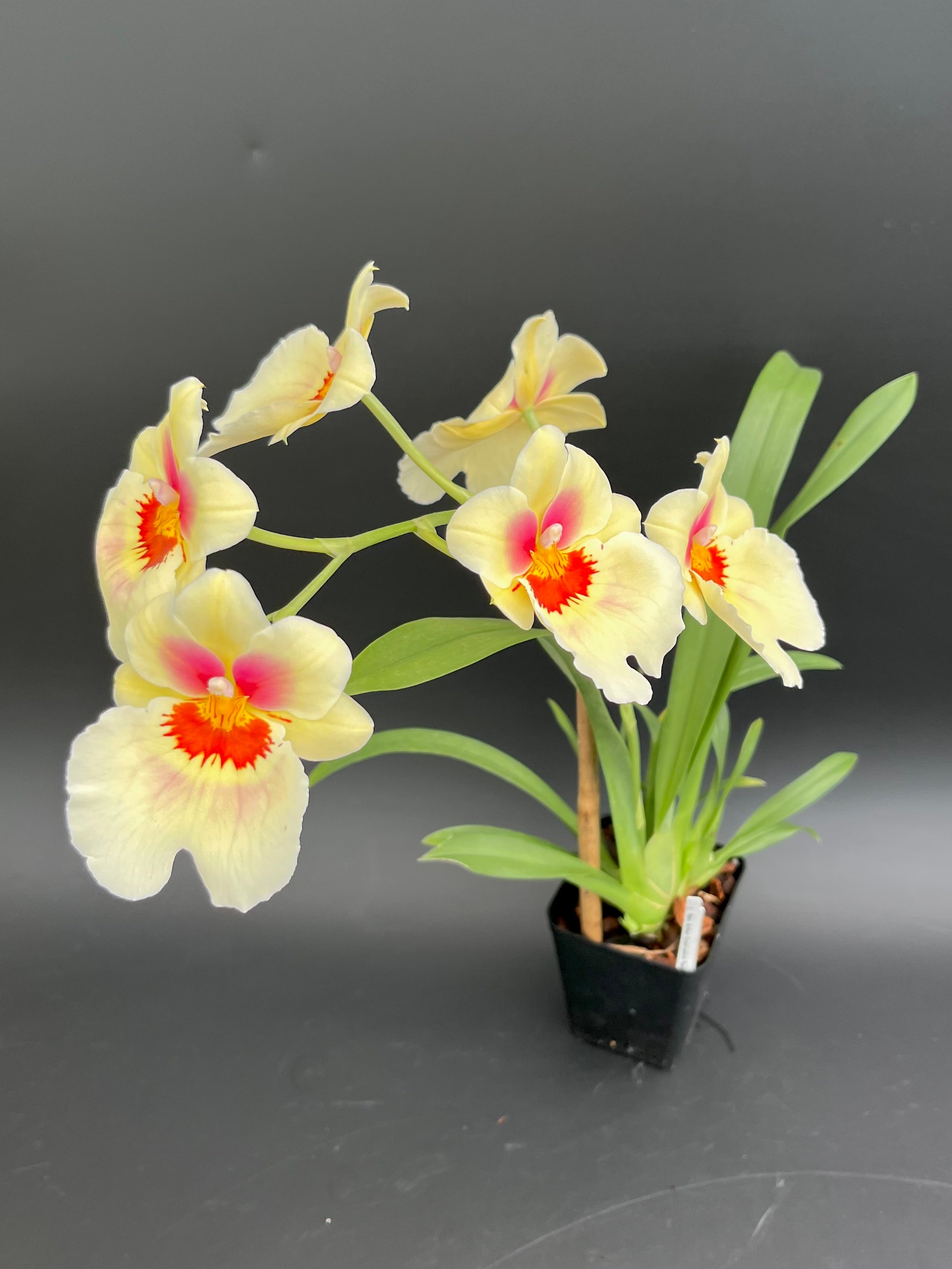 Mps. Arthur Cobbledick 'Springtime' HCC/AOS - 4