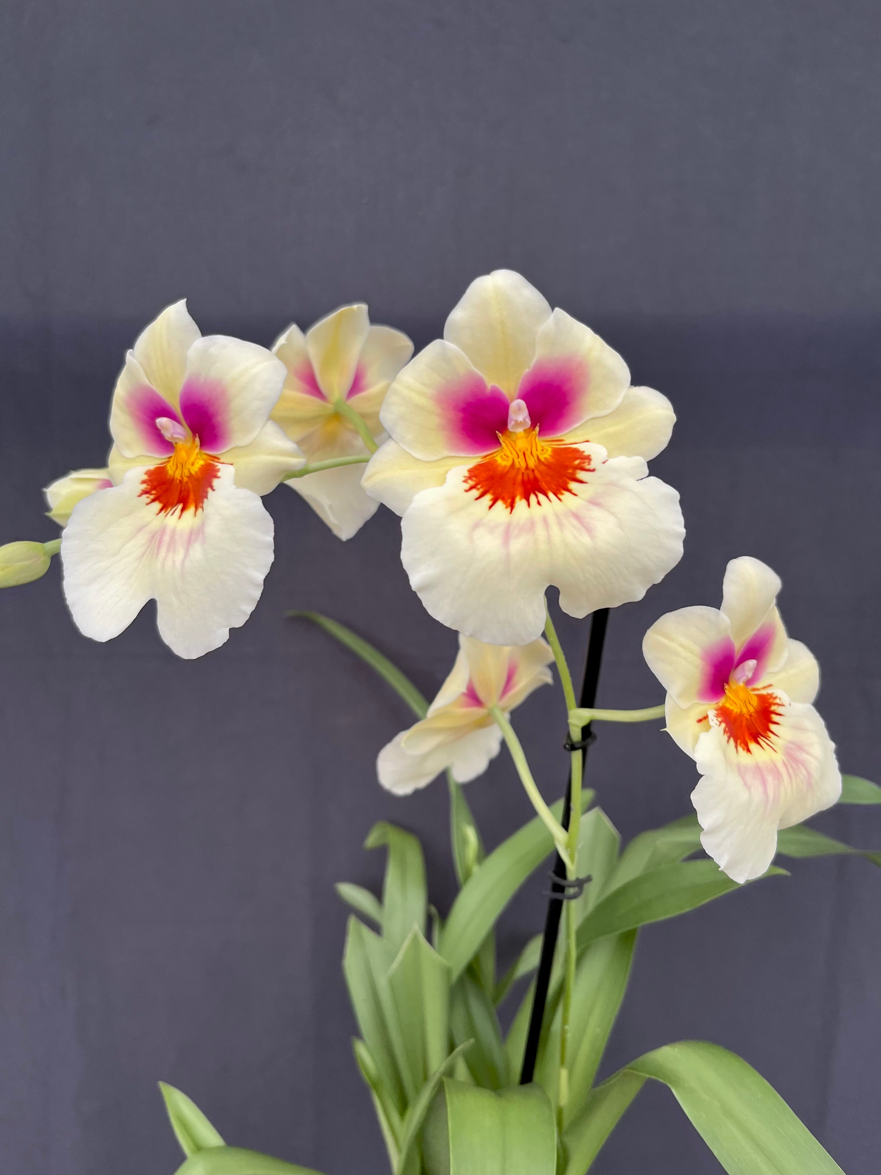 Mps. Arthur Cobbledick 'Springtime' HCC/AOS - 4