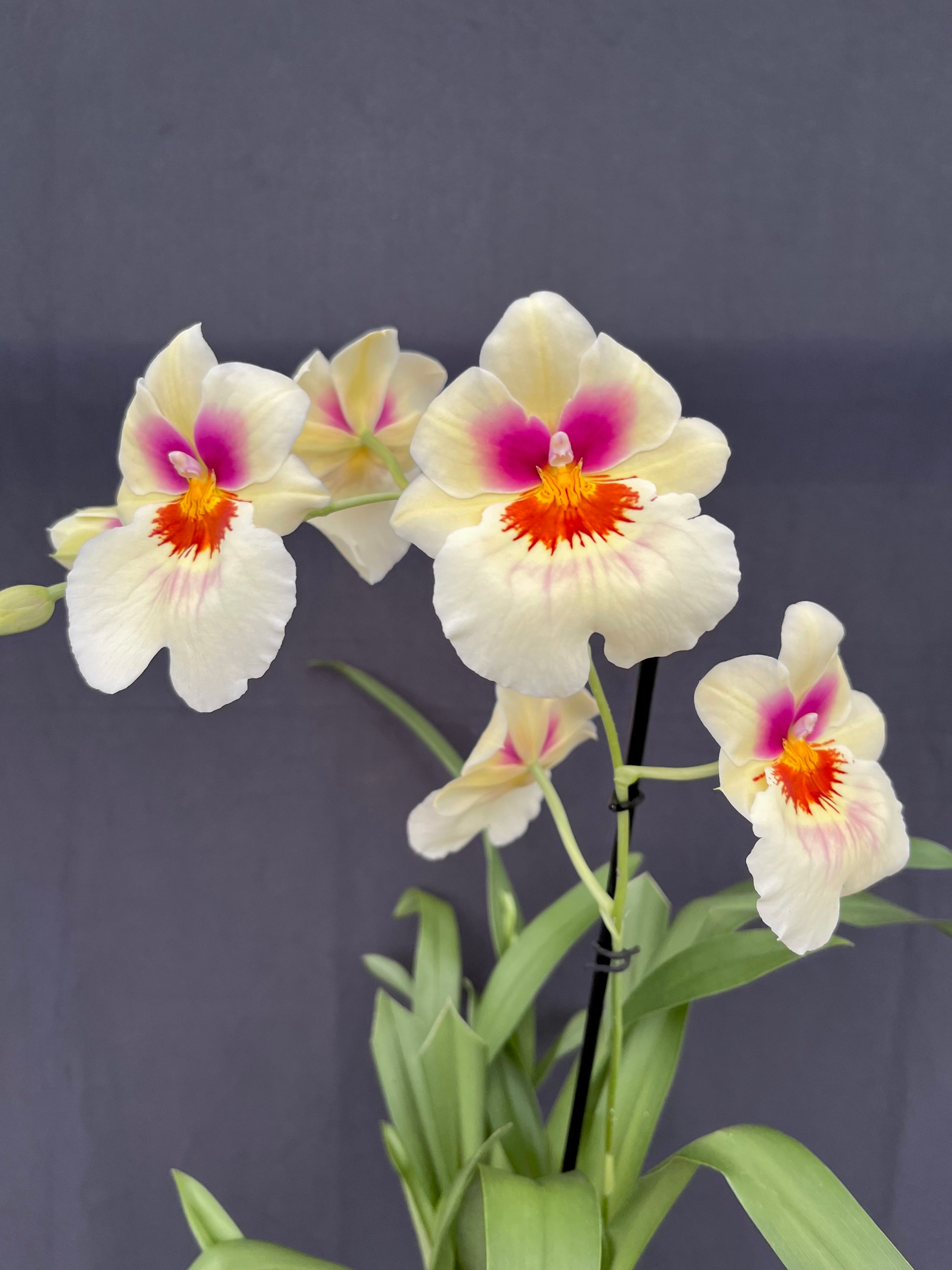 Mps. Arthur Cobbledick 'Springtime' HCC/AOS - 4