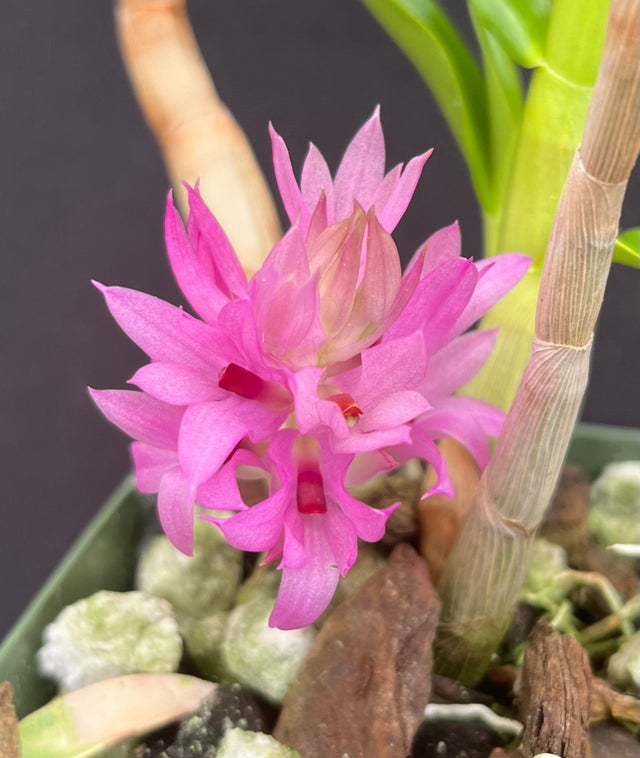 SYバンハイニンギー ハワイアンピーチ＋アルボ SYバンハイニンギー