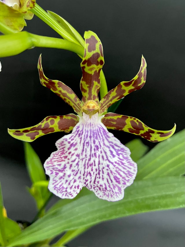 ZYGOPETALUMS | Appalachian Tropicals