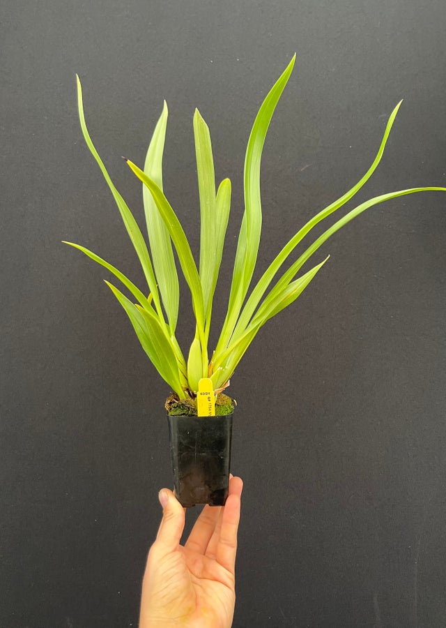 SPECIES ORCHIDS | Appalachian Tropicals