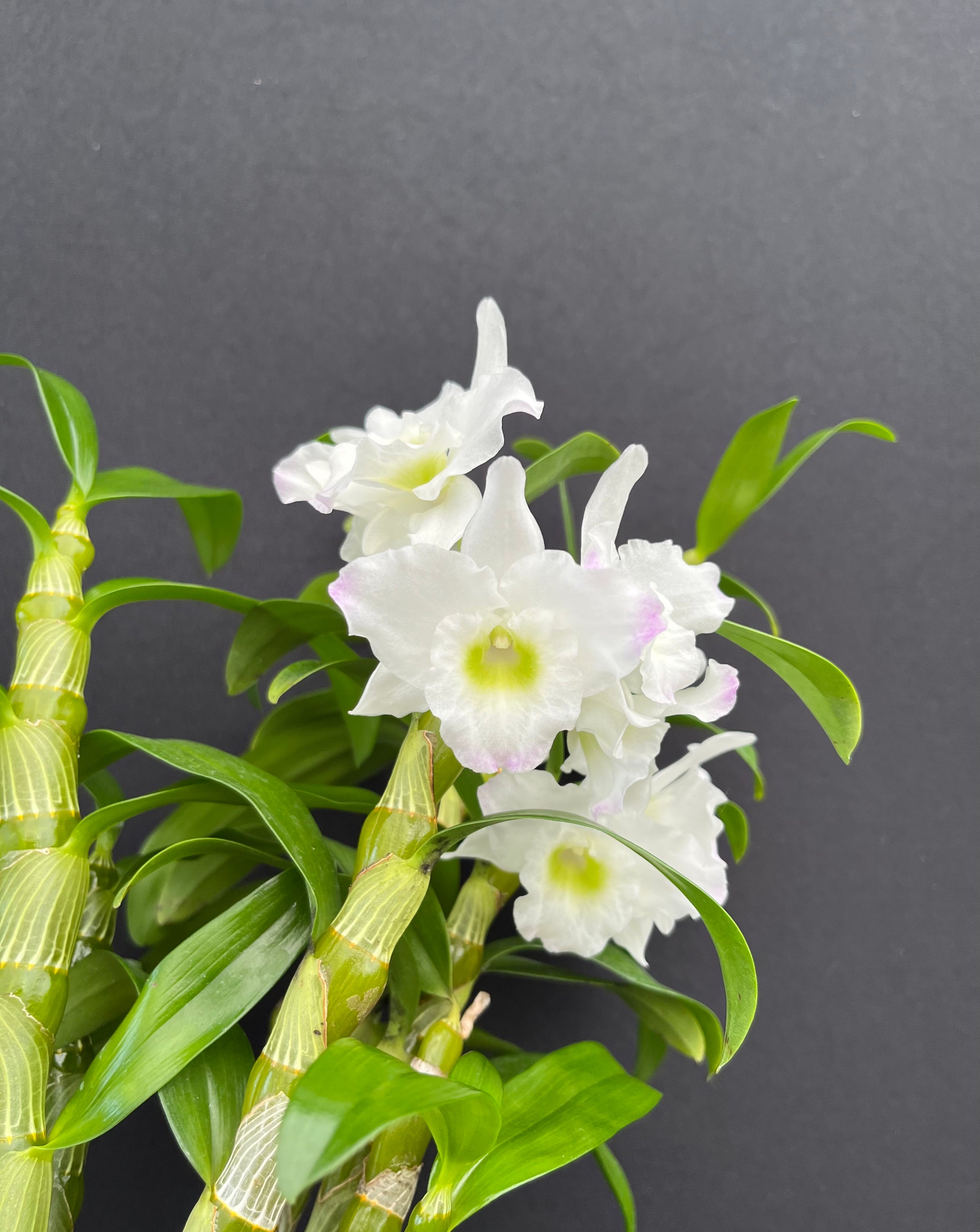 Den. Spring Dream 'Apollon' - 4