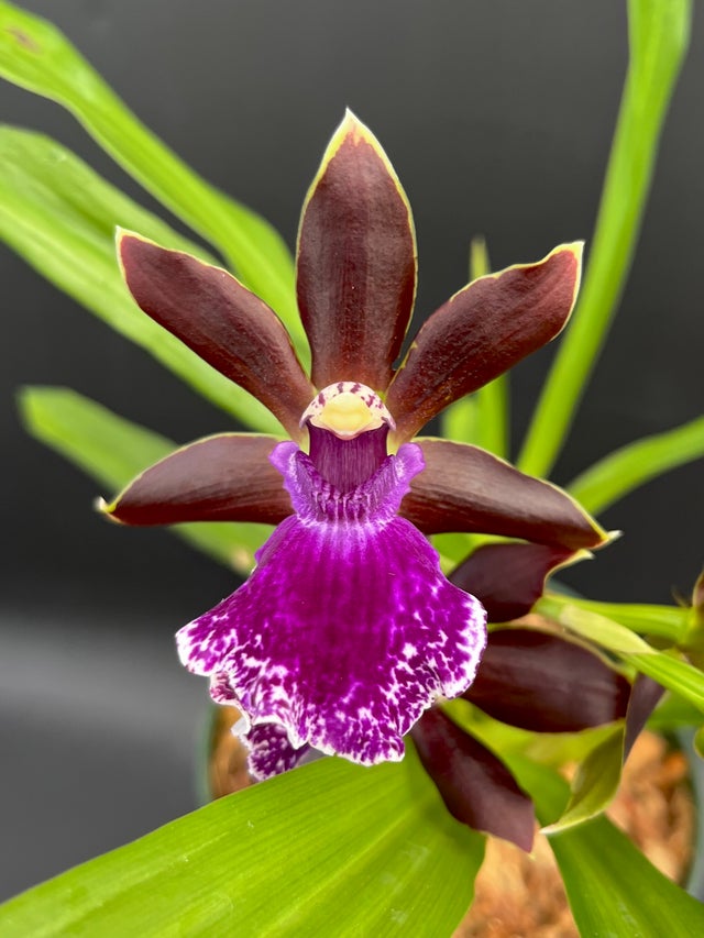 ZYGOPETALUMS | Appalachian Tropicals