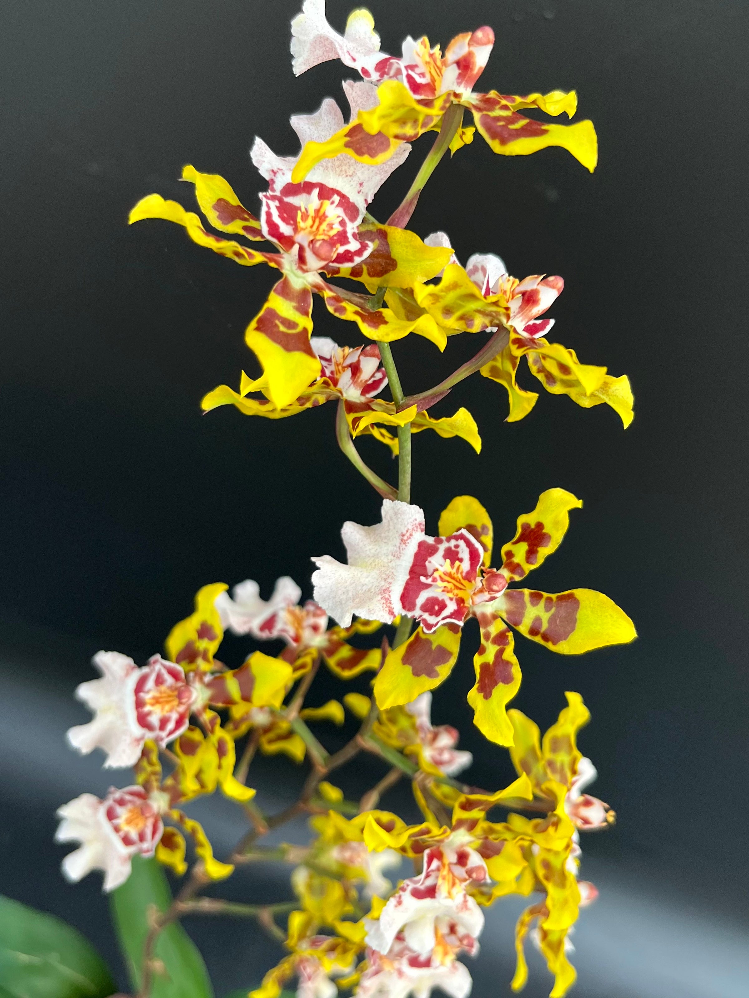 Onc. Dorothy Wisdom 'Golden Gate' - 4