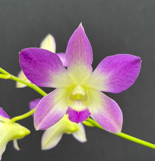 DENDROBIUMS | Appalachian Tropicals