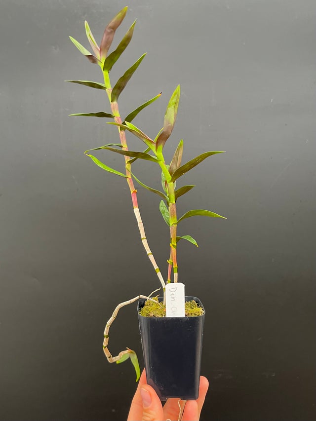 DENDROBIUMS | Appalachian Tropicals
