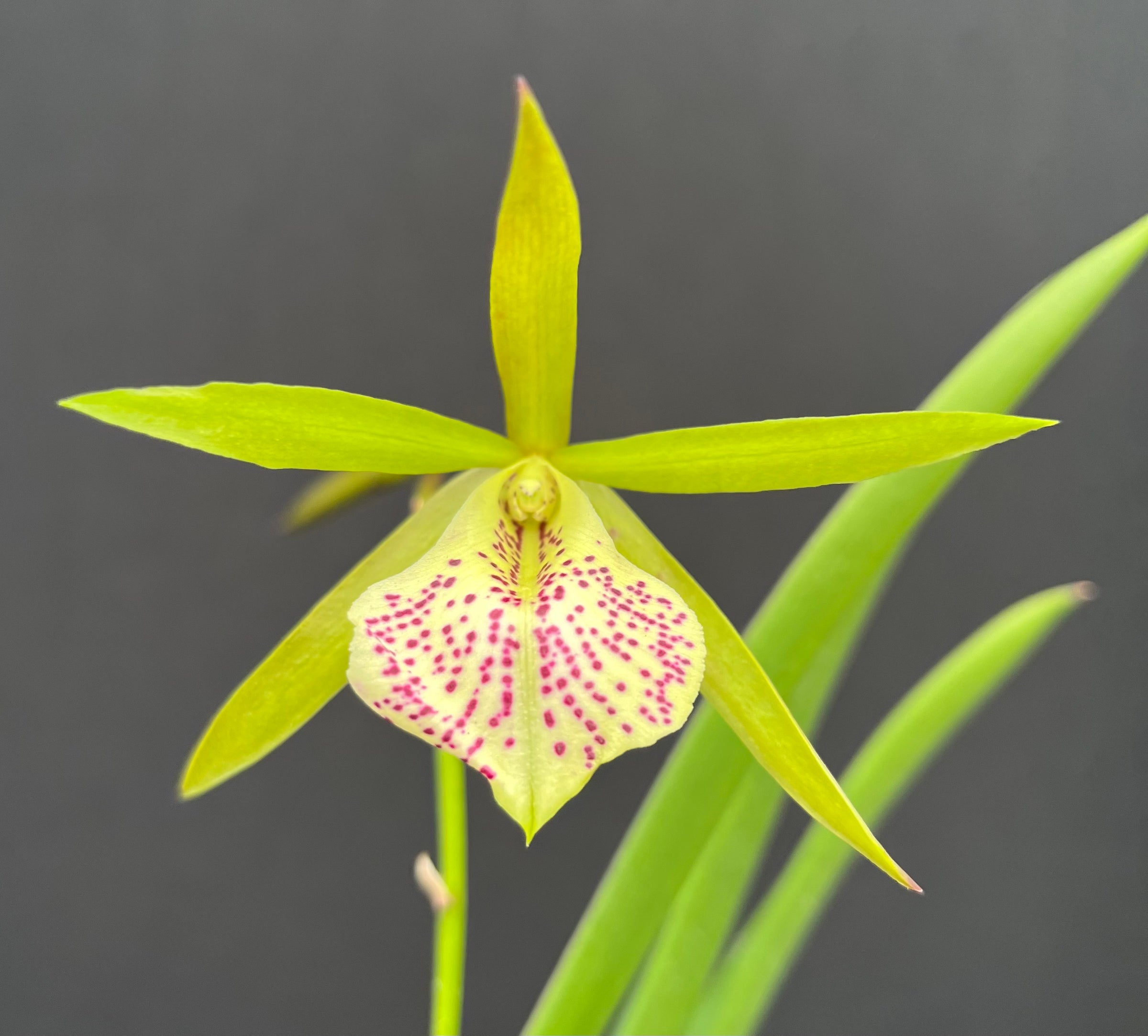 花 ALBAROSA national PLANT NETWORK 2.5 qt. Azalea Conversation Piece Flowering