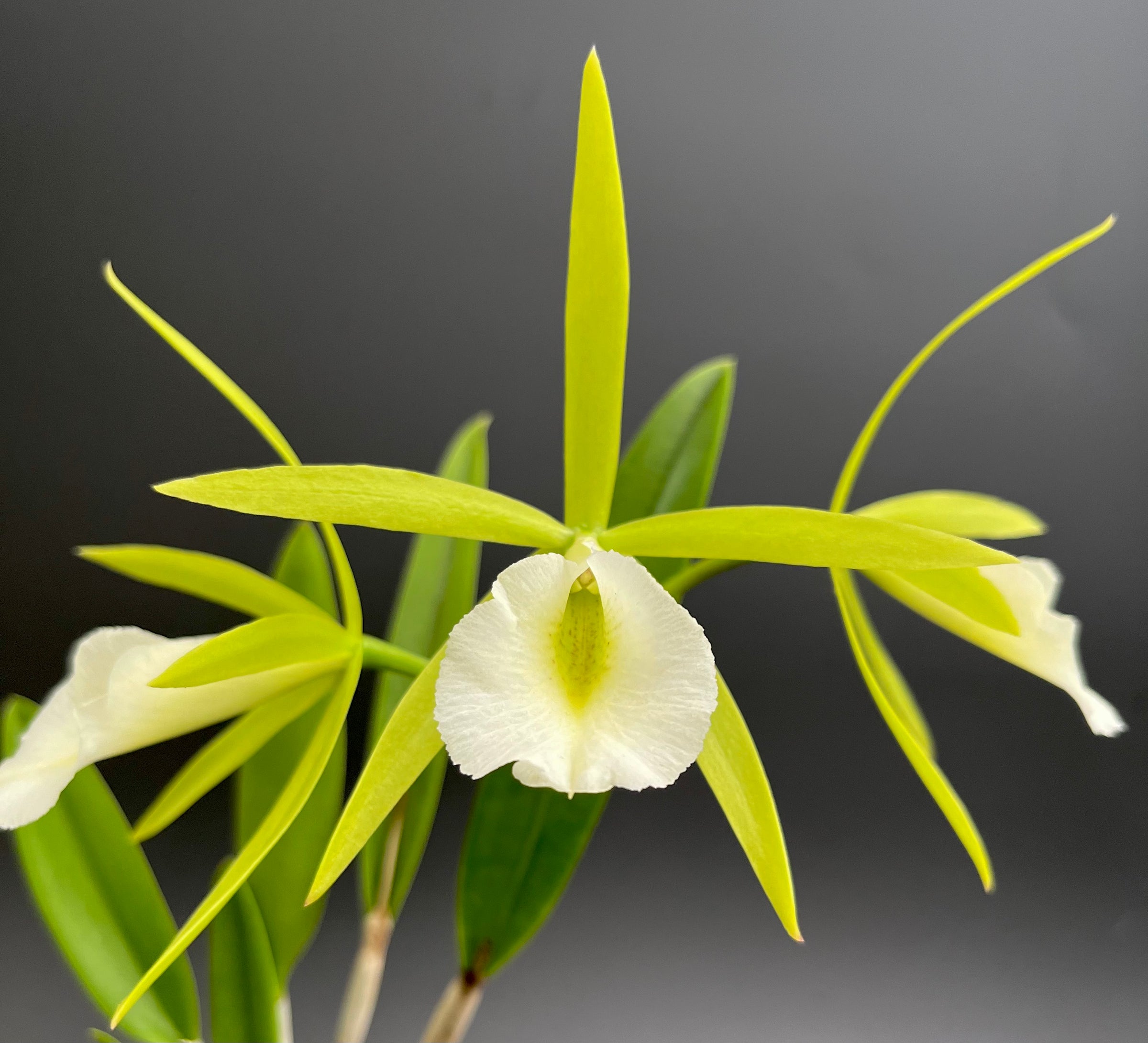 Pcv. Key Lime Stars (Epc. Lime Sherbert x B. nodosa) - 4