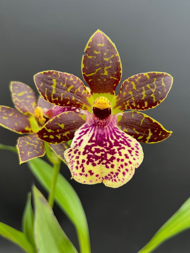 ZYGOPETALUMS | Appalachian Tropicals