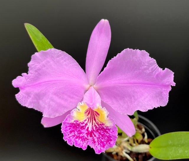 SPECIES ORCHIDS | Appalachian Tropicals