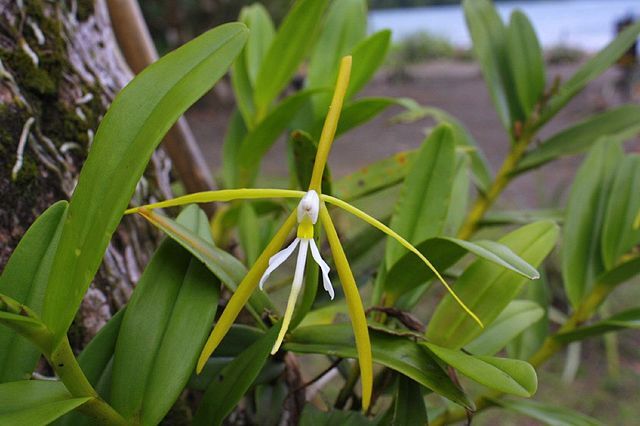 Epidendrums sale