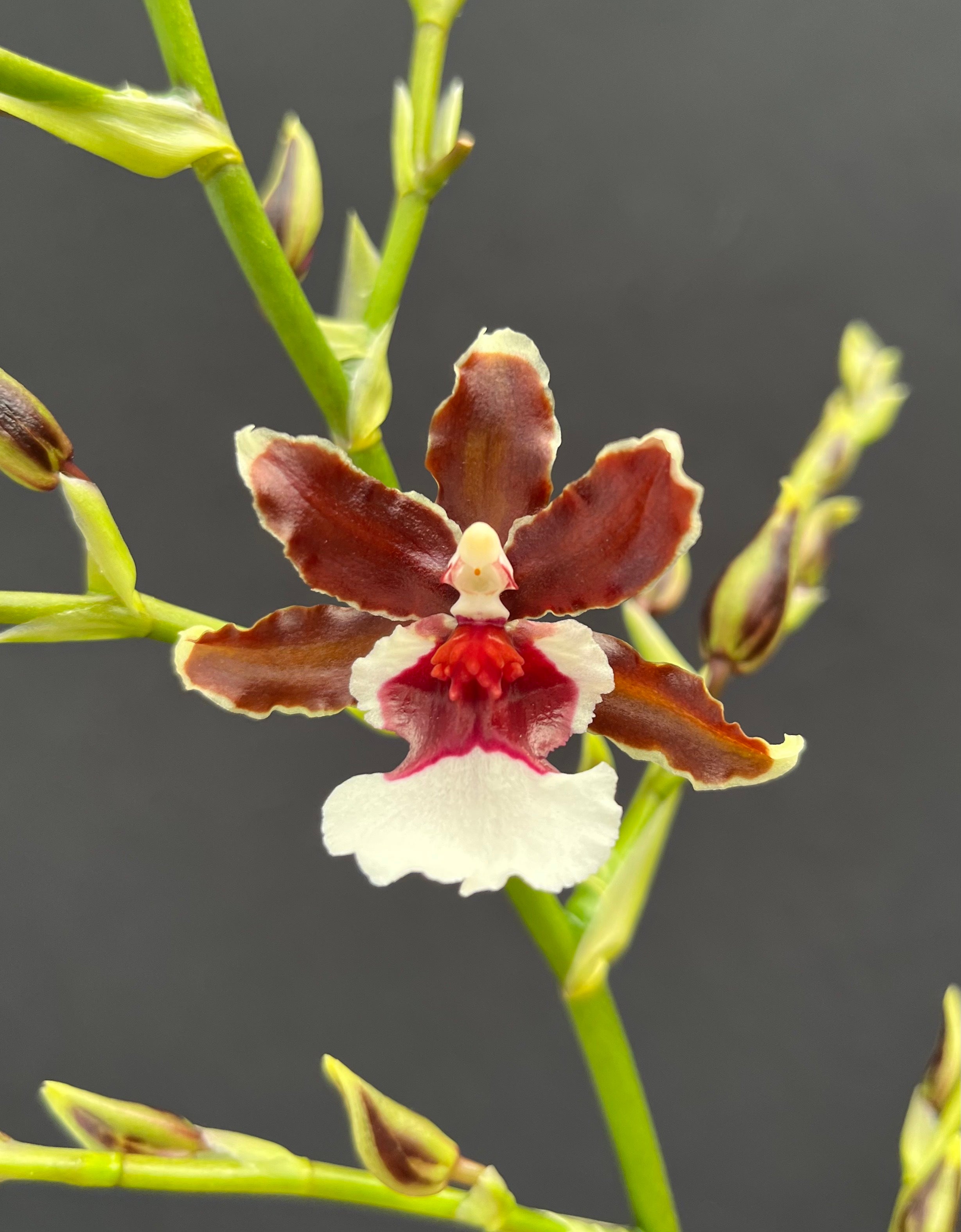 Oncda. Pacific Pagan ‘Kilauea’ 4" pot Appalachian Tropicals