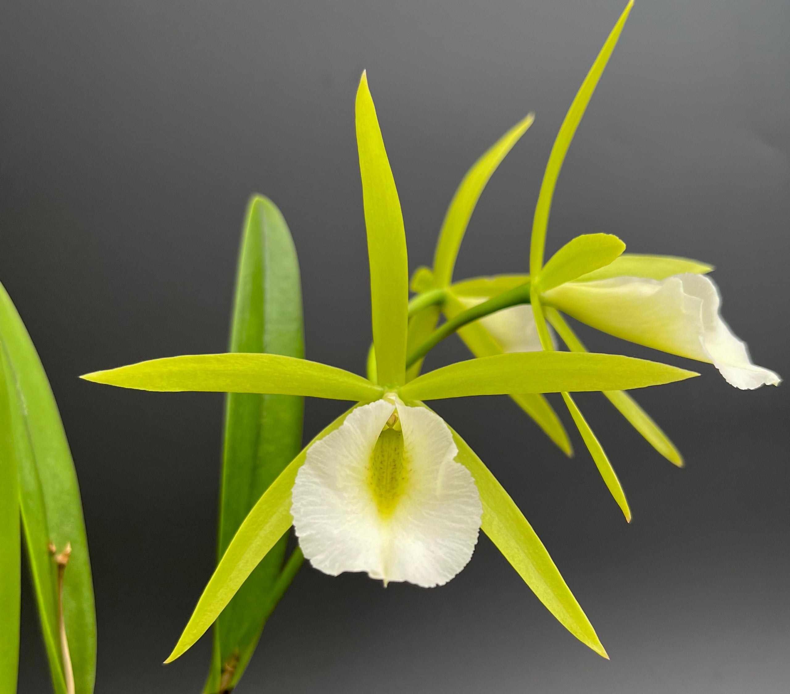 Pcv. Key Lime Stars (Epc. Lime Sherbert x B. nodosa) - 4