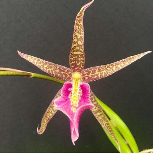 Mtssa. Charles M. Fitch ‘Izumi’ AM/AOS - 6