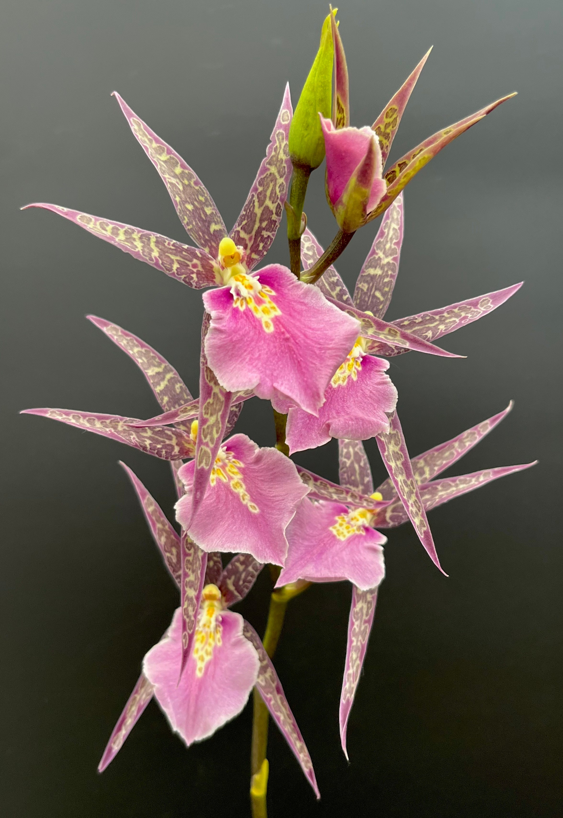 Mtssa. Charles M. Fitch ‘Izumi’ AM/AOS - 6